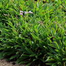 Imagem de Limonium bollei (Webb ex Wangerin) Erben