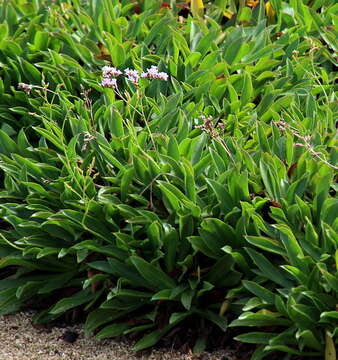 Image of Limonium bollei (Webb ex Wangerin) Erben