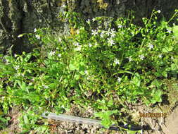 Image of narrowleaf minerslettuce