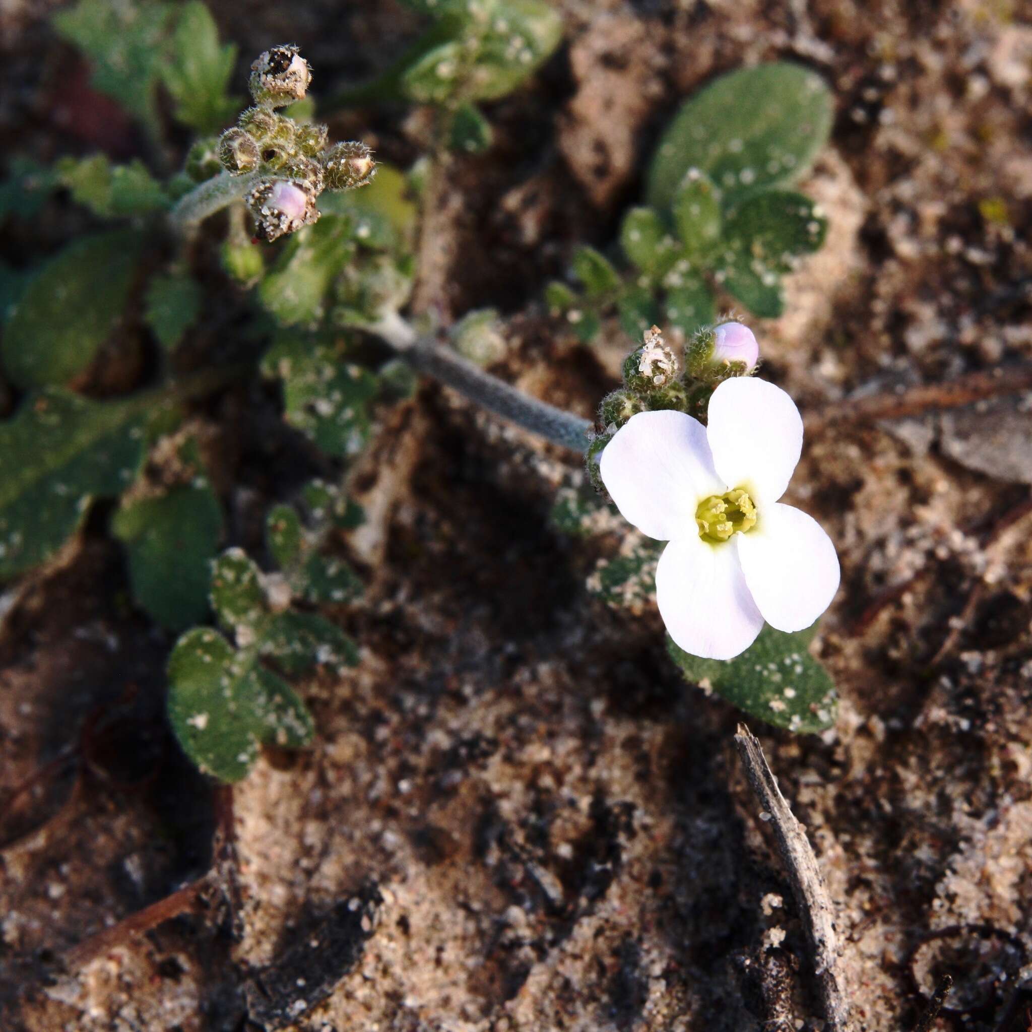 Plancia ëd Harmsiodoxa blennodioides (F. Muell.) O. E. Schulz