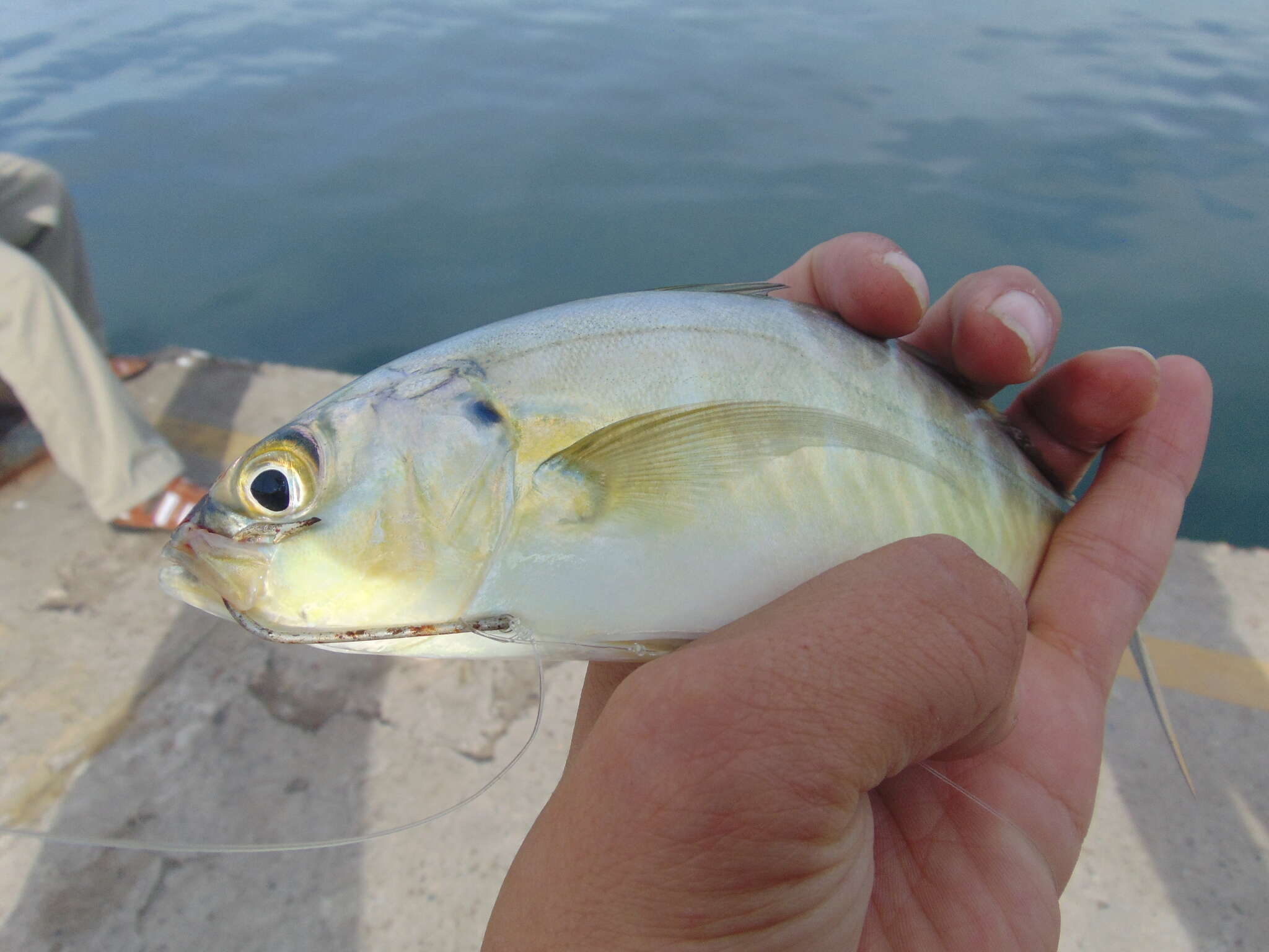 Image of Barred Jack