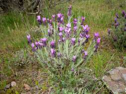 Imagem de Lavandula stoechas subsp. stoechas