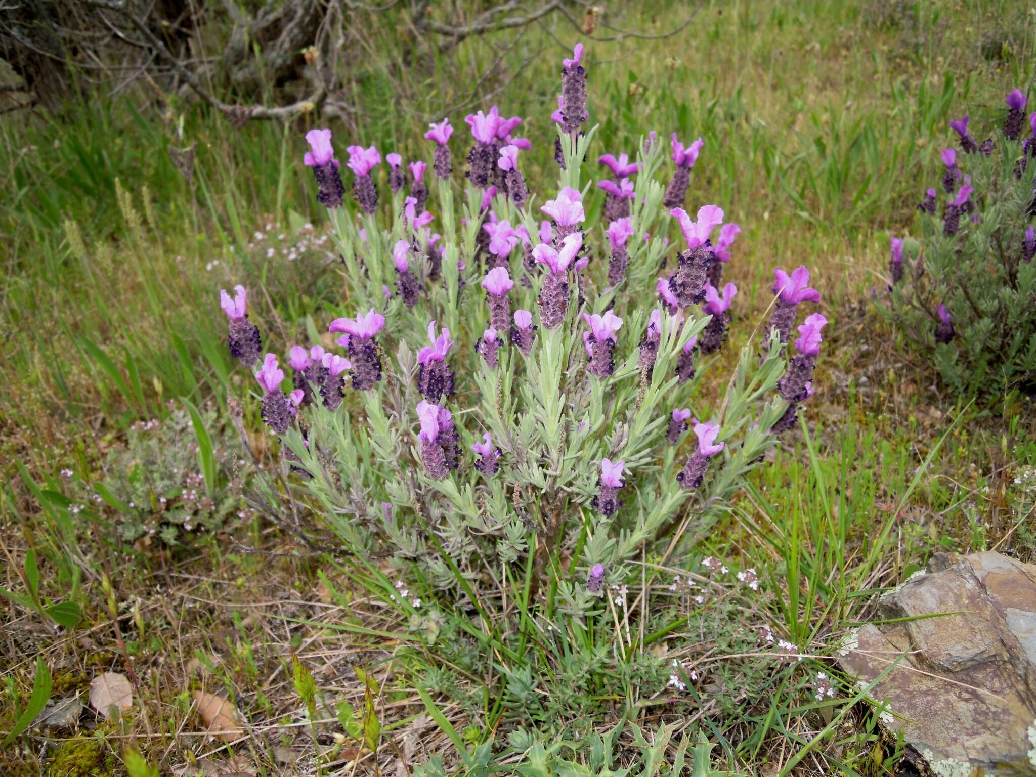 Imagem de Lavandula stoechas subsp. stoechas