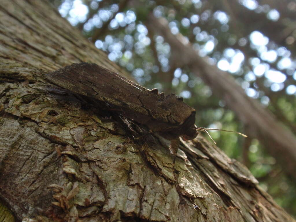 Image of Darling Underwing