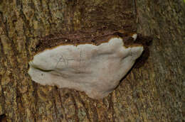 Ganoderma applanatum (Pers.) Pat. 1887的圖片