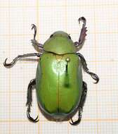 Imagem de Chrysina peruviana Kirby 1828