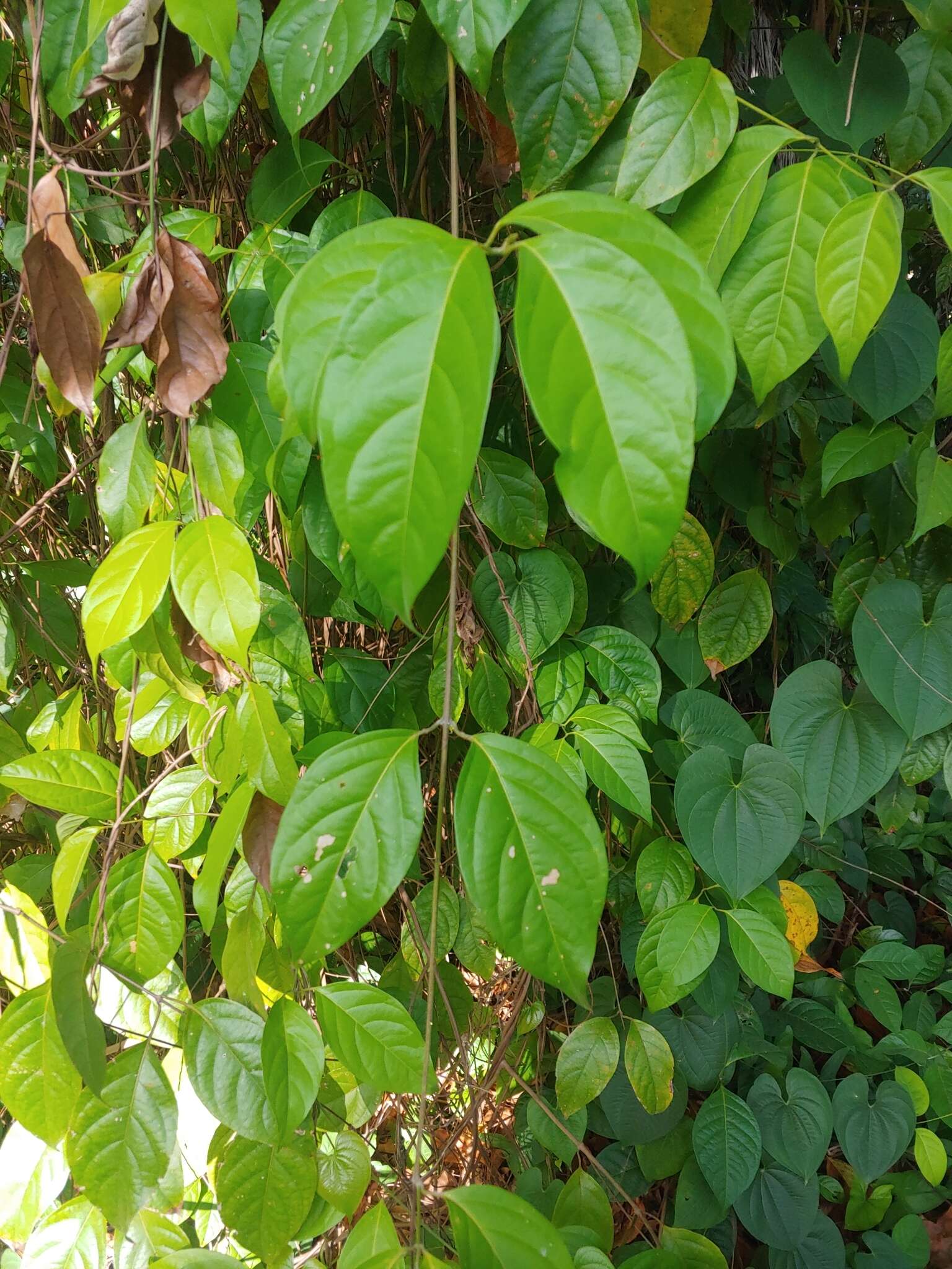 Image de Banisteriopsis caapi (Spruce ex Griseb.) Morton