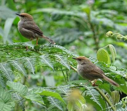 Image of Chubb's Cisticola