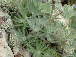 Image of Guadalupe Island lupine