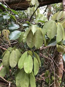 Image of Stauntonia obovatifoliola Hayata