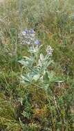 Plancia ëd Psoralea argophylla Pursh