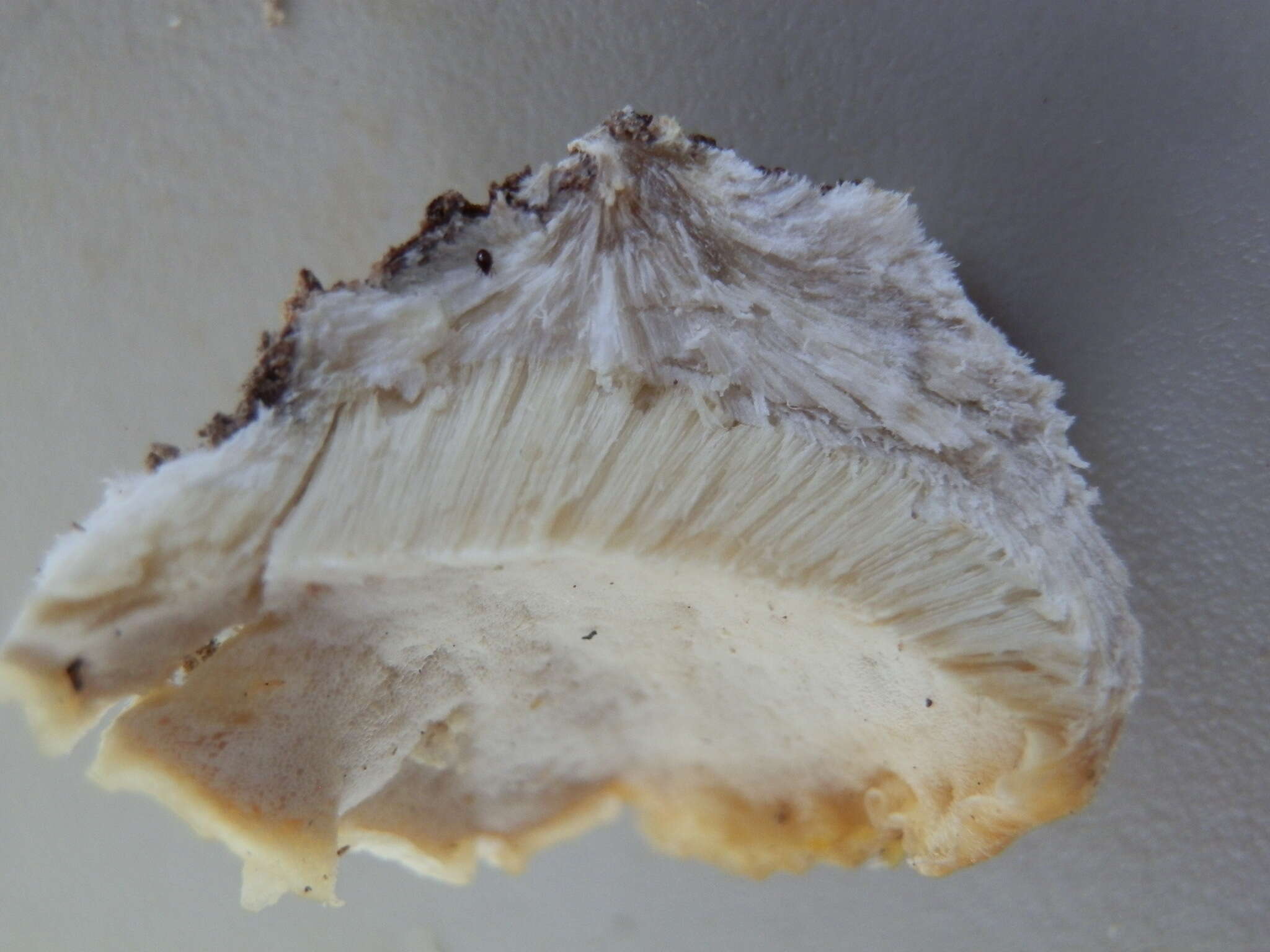 Image of Climacodon pulcherrimus (Berk. & M. A. Curtis) Nikol. 1961