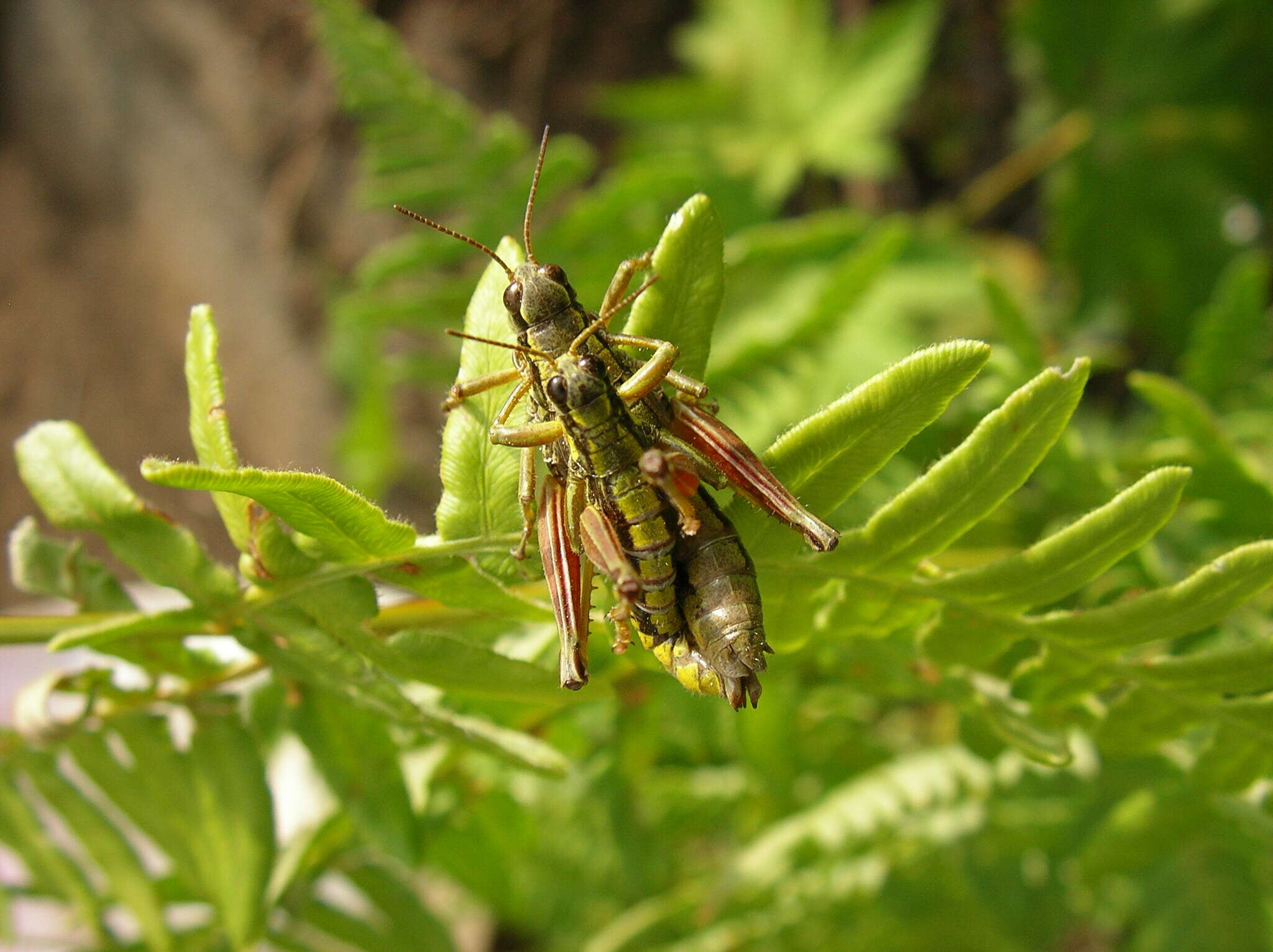 Image of Cascade Timberline Grasshopper