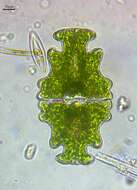 Image of Euastrum humerosum var. affine