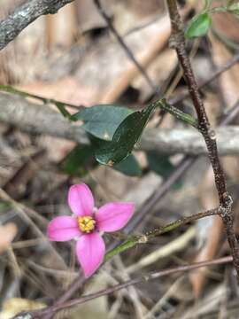 Image of Boronia fraseri Hook.