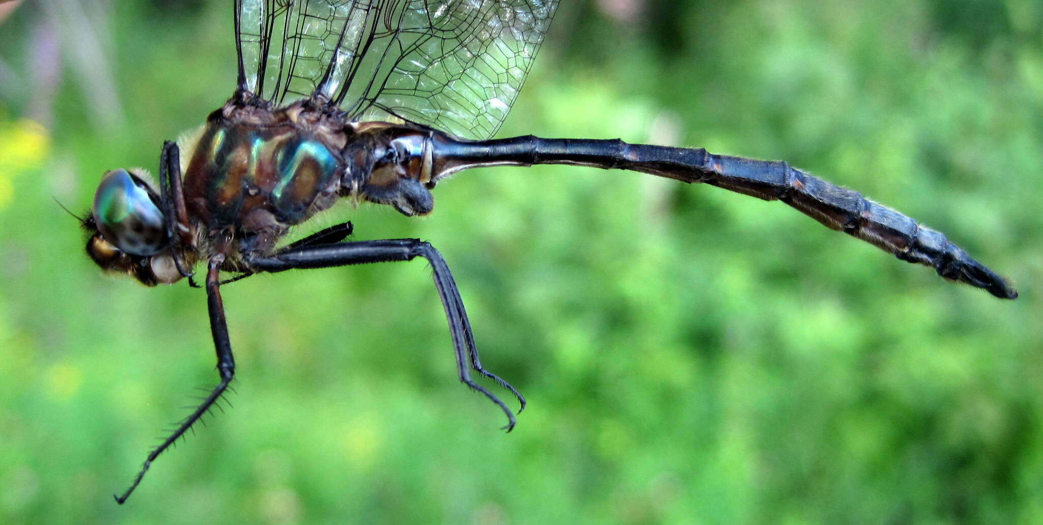 Image of Williamson's Emerald