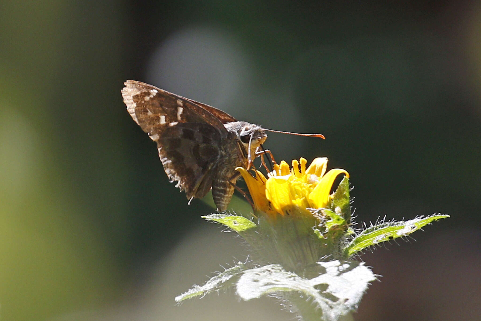 Image of Acacia Skipper