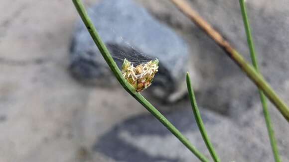 Sivun Schoenoplectiella juncoides (Roxb.) Lye kuva