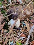 Image of Geastrum quadrifidum DC. ex Pers. 1801