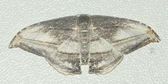 Image of Morphomima fulvitacta Warren 1904