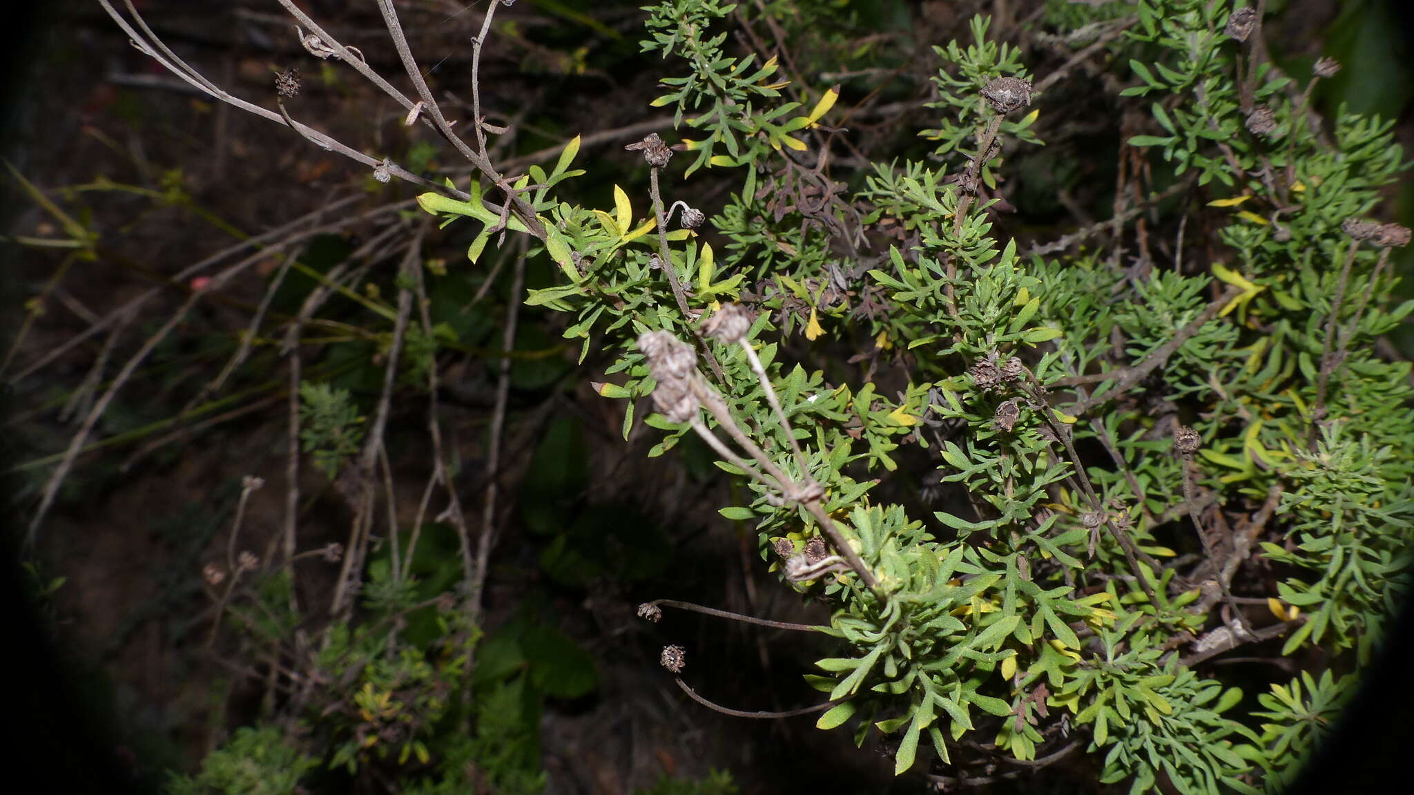 Image of Lidbeckia pinnata J. C. Manning & Helme