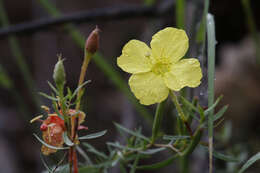 Oenothera toumeyi (Small) Tidestrom的圖片