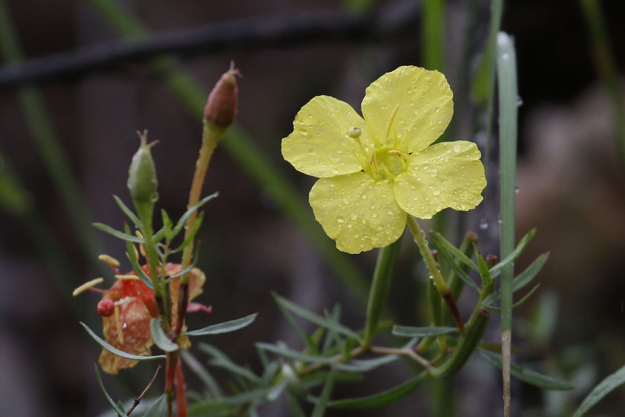 Oenothera toumeyi (Small) Tidestrom的圖片