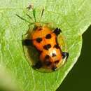 Image of Aspidimorpha (Aspidimorpha) westwoodii Boheman 1854