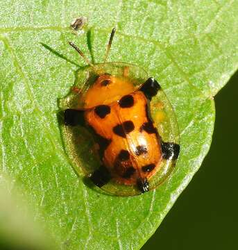 Image of Aspidimorpha (Aspidimorpha) westwoodii Boheman 1854