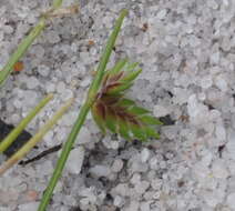 Image of Sedge