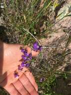 Imagem de Antirrhinum strictum (Hooker & Arnott) A. Gray