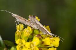 صورة Plutella xylostella Linnaeus 1767