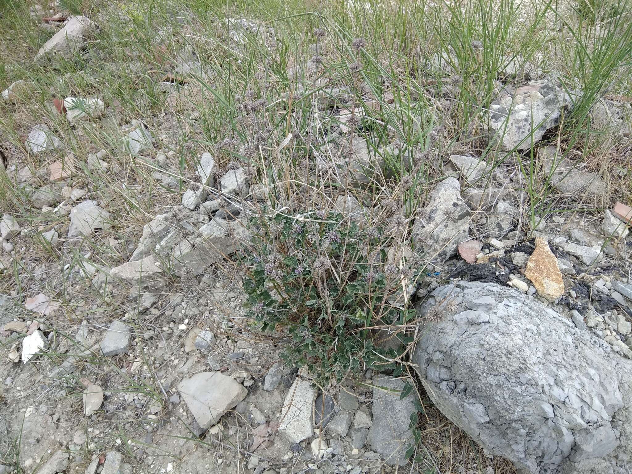 Слика од Marrubium plumosum C. A. Mey.