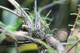 Image of Barkeria obovata (C. Presl) Christenson