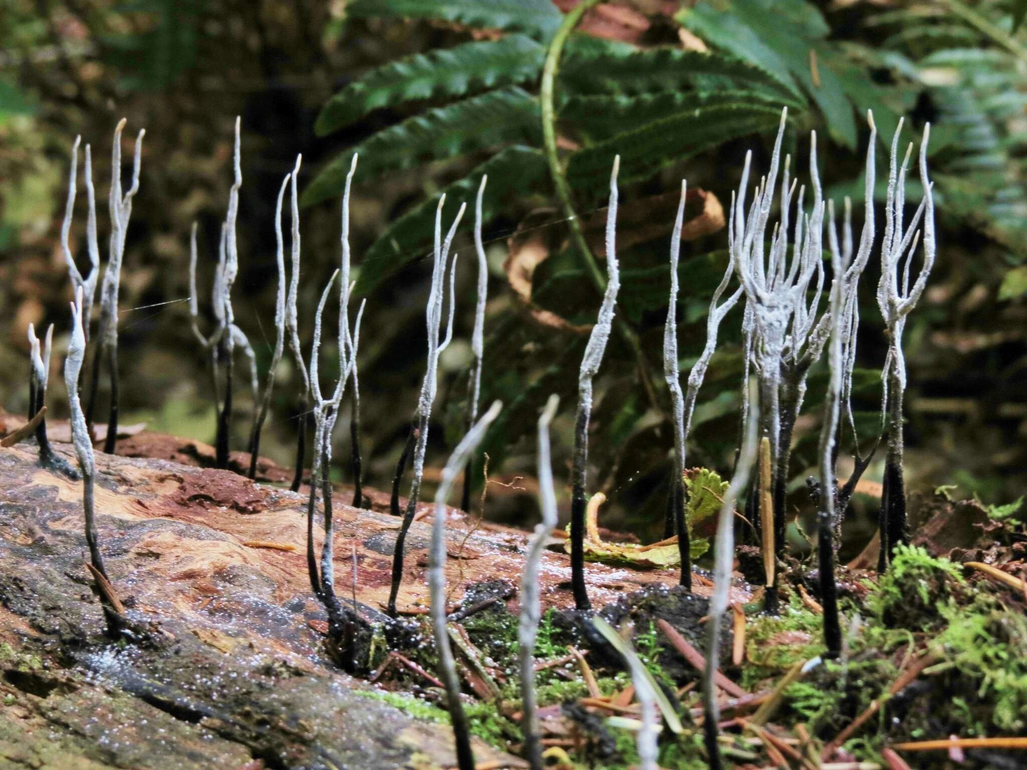 Imagem de Xylaria hypoxylon (L.) Grev. 1824