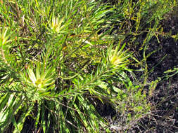 Image of Leucadendron spissifolium subsp. phillipsii (Hutch.) I. Williams