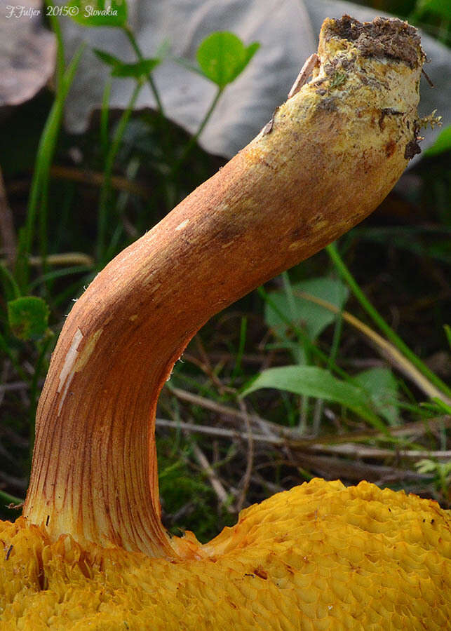 Image of Poplar Bolete