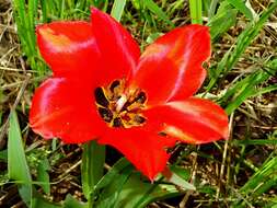 Image of Tulipa fosteriana W. Irving