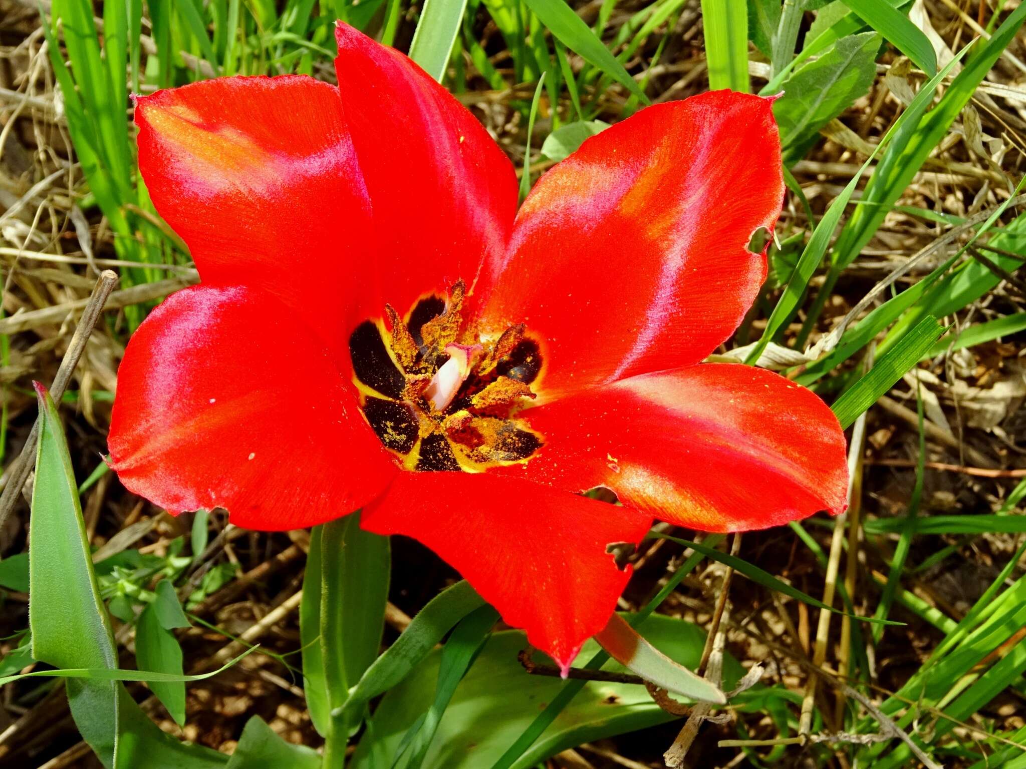 Image of Tulipa fosteriana W. Irving
