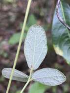 Image of small-leaf snoutbean