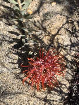 Imagem de Leucospermum spathulatum R. Br.