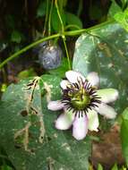 Imagem de Passiflora dawei Killip