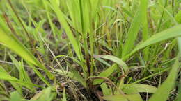 Image of Violet Crab Grass