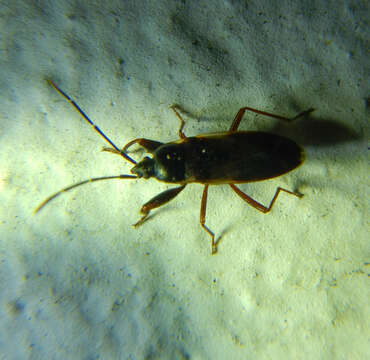 Image of Eremocoris fenestratus (Herrich-Schaeffer 1839)