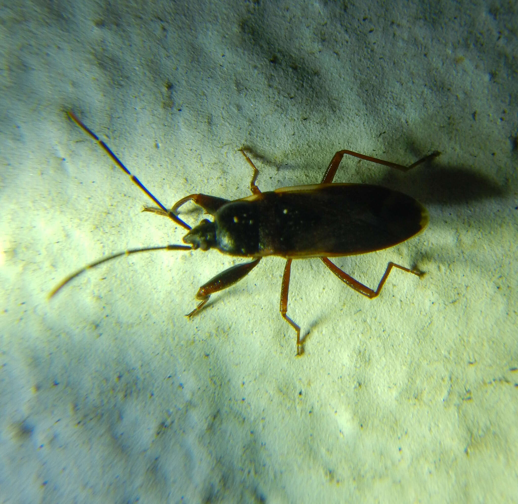 صورة Eremocoris fenestratus (Herrich-Schaeffer 1839)