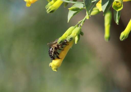 Image of Xylocopa tabaniformis pallidiventris O'Brien & Hurd 1965