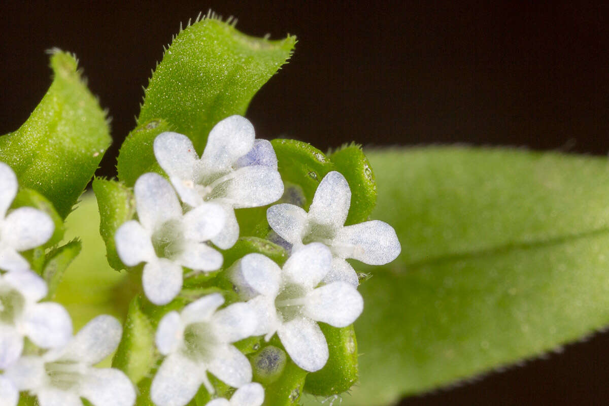 Image of Lewiston cornsalad