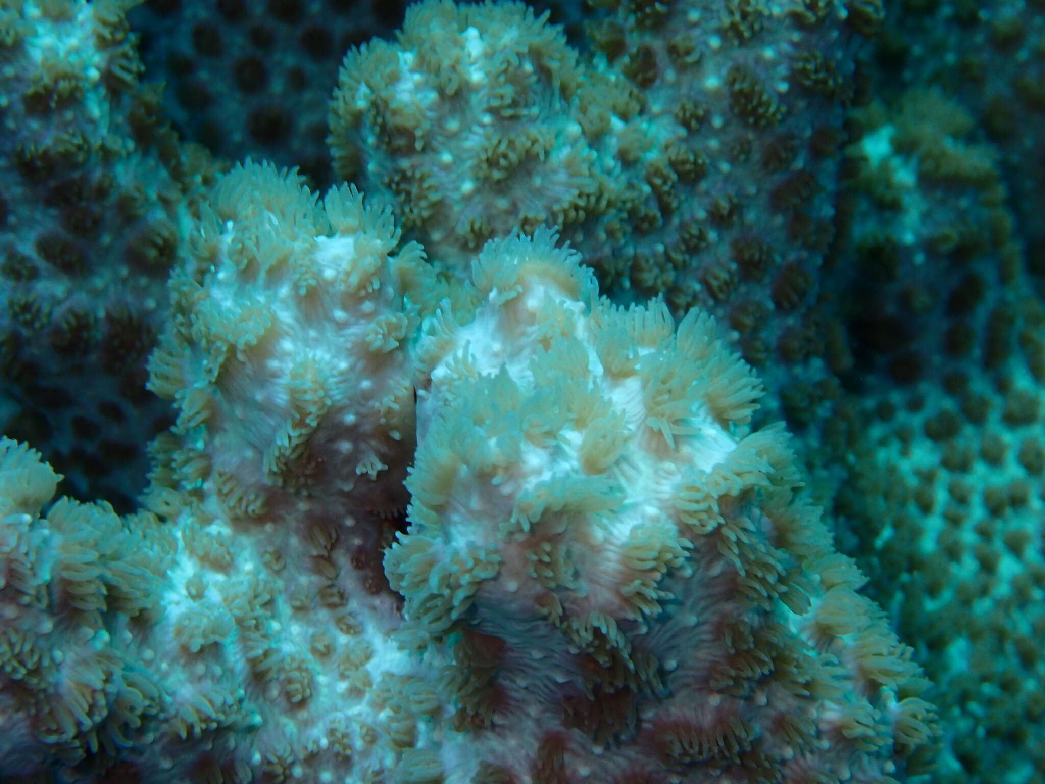 Image of Spine coral