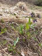 Image of Pulmonaria mollis subsp. mollis