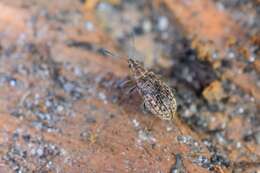 Image of Polydrusus (Eurodrusus) pilosus Gredler 1866